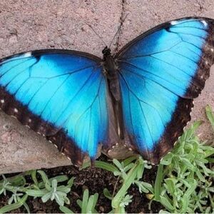 Meet your Posher, Blue Butterfly Boutique